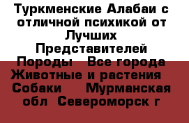 Туркменские Алабаи с отличной психикой от Лучших Представителей Породы - Все города Животные и растения » Собаки   . Мурманская обл.,Североморск г.